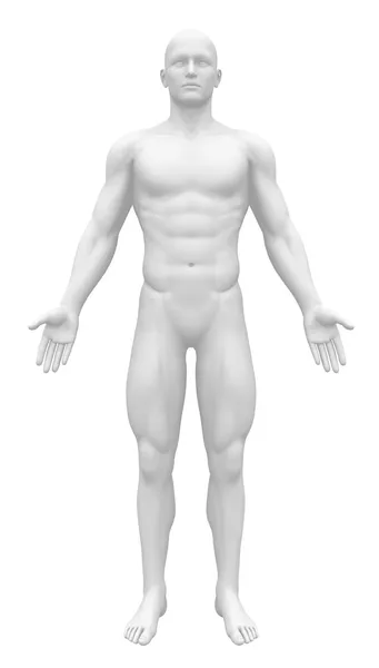 Пустой анатомии фигура - вид спереди — стоковое фото