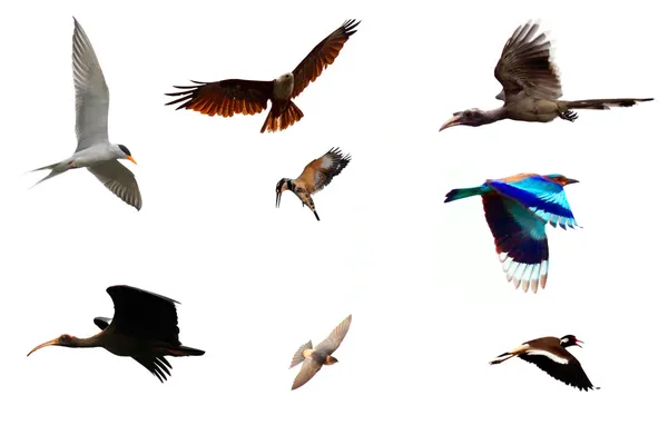 Различные виды птиц, летящих — стоковое фото