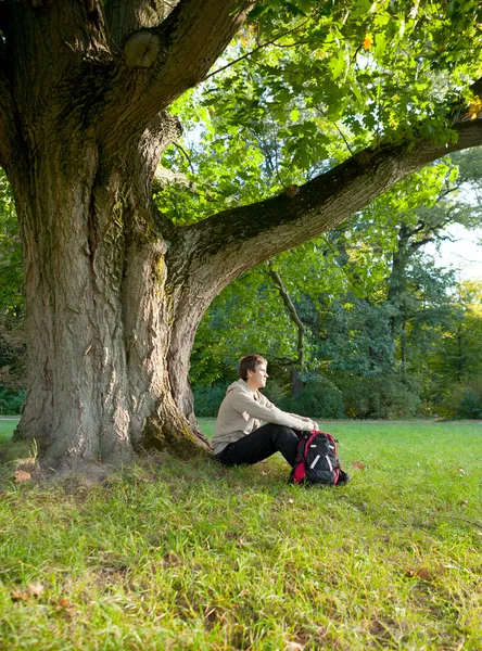 Человек сидит отдыхает под большой старый дуб — стоковое фото