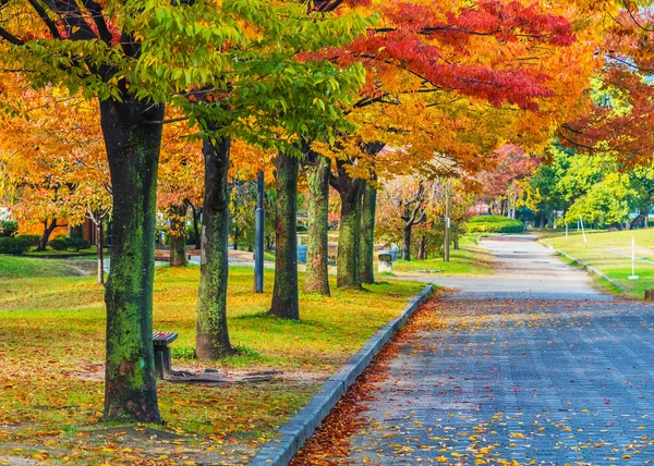 Осень laves в центральном парке Хиросиму в Японии — стоковое фото