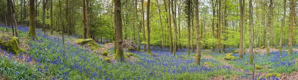 Волшебный лес и дикие колокольчика цветы — стоковое фото