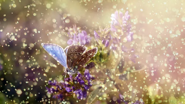 Бабочка в дождь и закат с фиолетовый Дикий цветок — стоковое фото