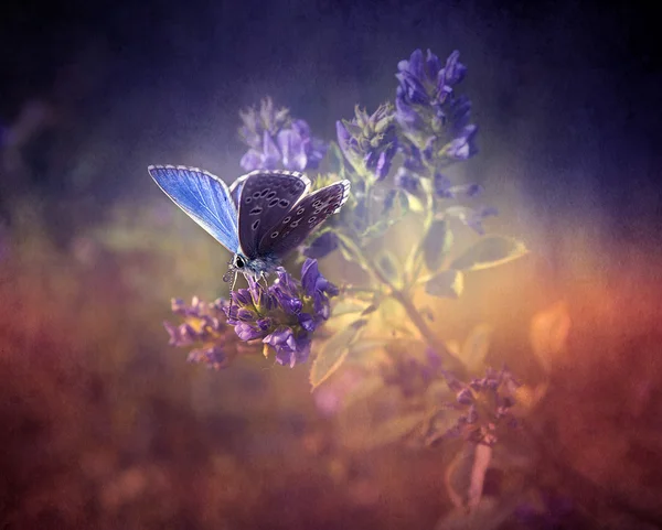 Старинная бабочка — стоковое фото