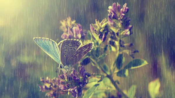 Синяя бабочка и фиолетовые полевые цветы в проливном дожде — стоковое фото