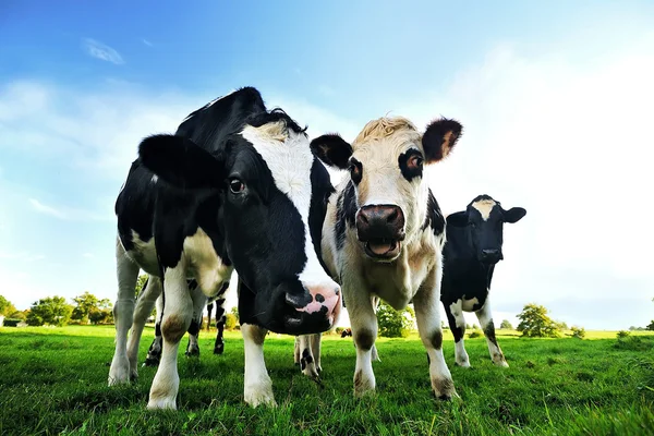 Коровы в зеленом поле во Франции — стоковое фото