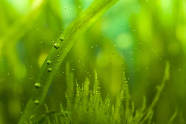 Пузыри и водоросли — стоковое фото