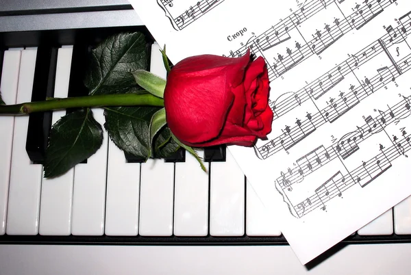 Роуз и фортепиано — стоковое фото