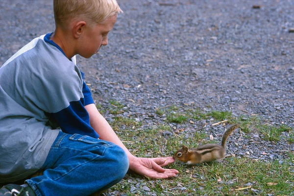 Мальчик с бурундук принимая пищу из рук — стоковое фото
