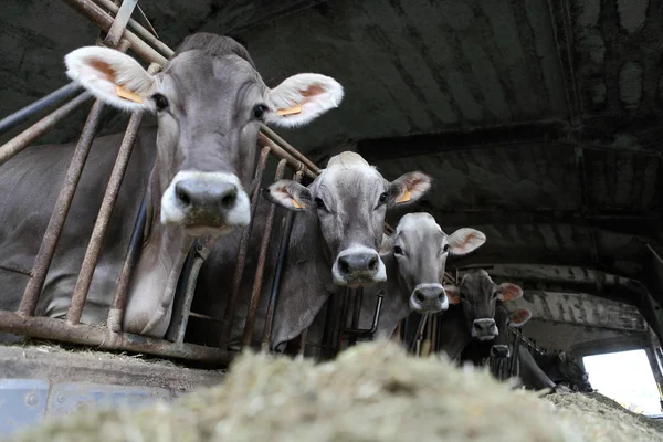 Ферме коровы — стоковое фото