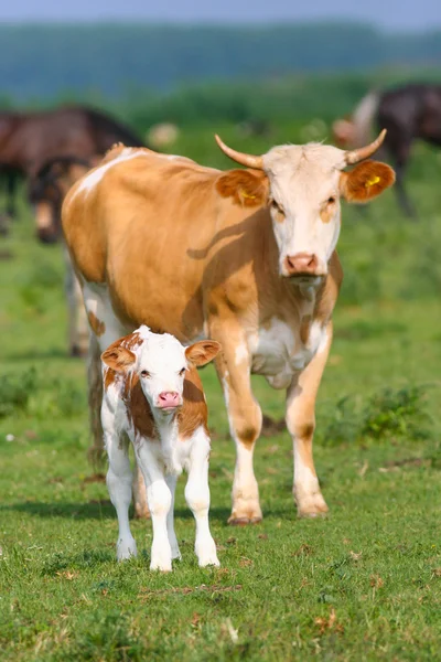 Теленка корова и baby — стоковое фото