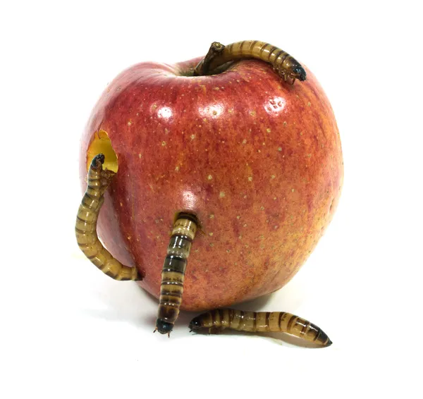 Червь выходит из укусил яблоко — стоковое фото