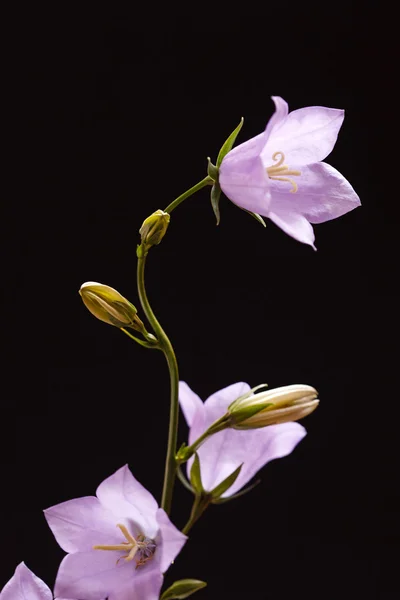 Bluebell свежие цветы — стоковое фото