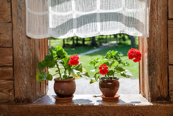 Цветы герани на окне сельского деревянного дома на солнечном — стоковое фото