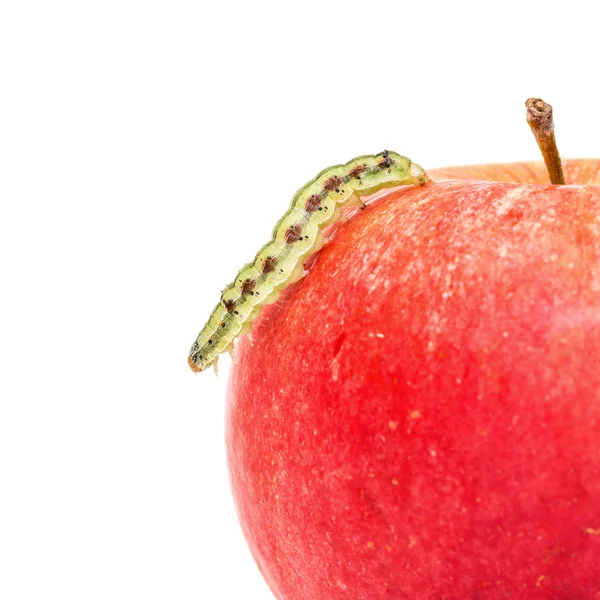 Зеленая гусеница ползает на Красное яблоко — стоковое фото