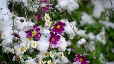 Ранняя зима, цветы под снегом — стоковое видео