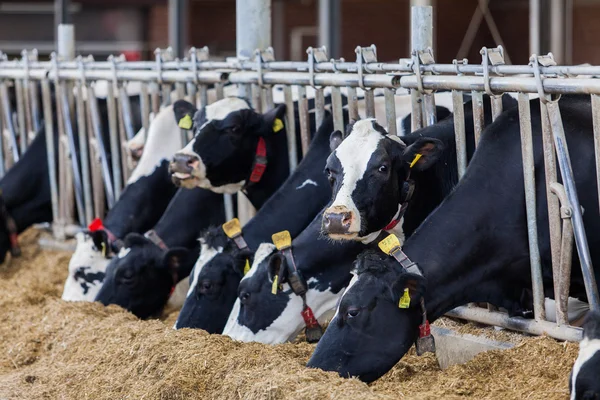Молочные коровы в ферме — стоковое фото