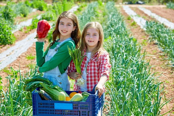 Литт детские фермер девушки в урожай овощей — стоковое фото