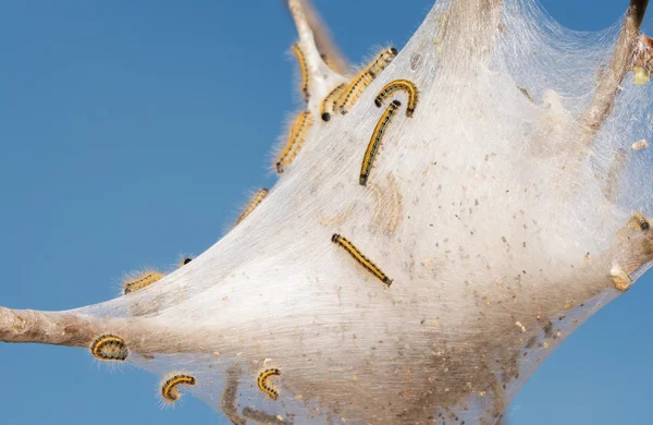 Восточный шатер гусениц на их веб-в яблоней ранней весной с фоном голубого неба — стоковое фото