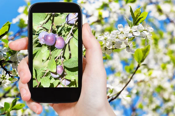 Фото спелых слив на дереве с цветками — стоковое фото