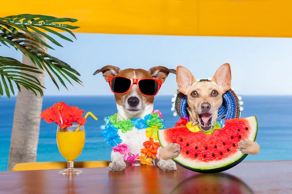 Собака на пляже и арбуз — стоковое фото