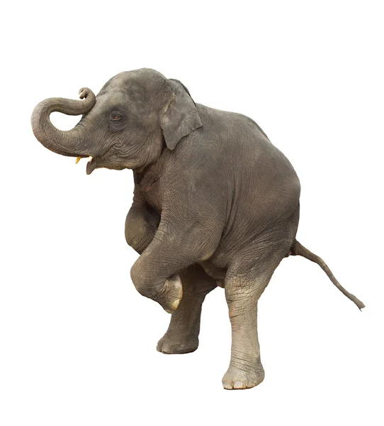 Молодой парень слон Азии играет подъема передние ноги Показать Изола — стоковое фото