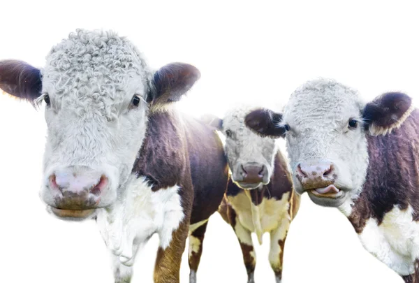 Три коровы на белом — стоковое фото