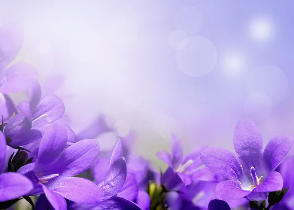 Абстрактный весенний цветочный фон с фиолетовыми цветами — стоковое фото