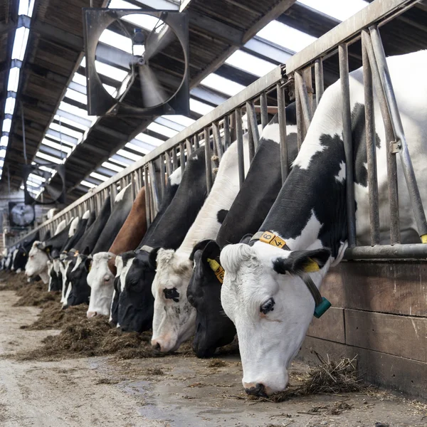 Длинный ряд прилипания их головы из баров кормить коров — стоковое фото