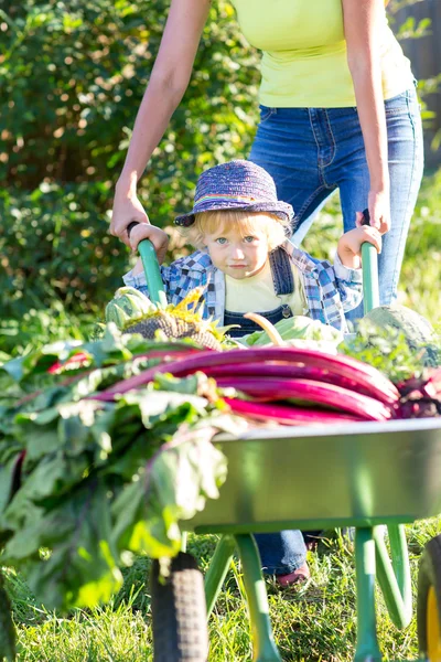Мальчик ребенка и матери в внутреннем саду. Очаровательны малыш, стоя возле тачку с урожаем. Здоровые органические овощи для детей — стоковое фото
