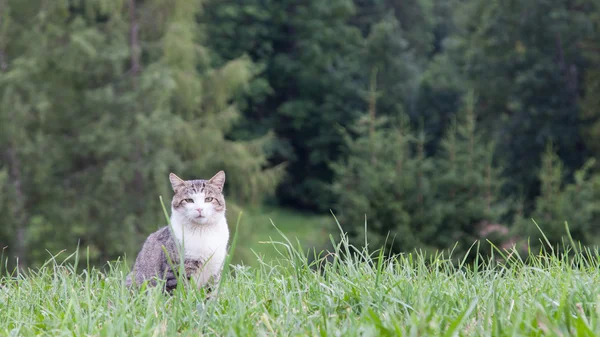 Кошка сидит в большом зеленом поле — стоковое фото