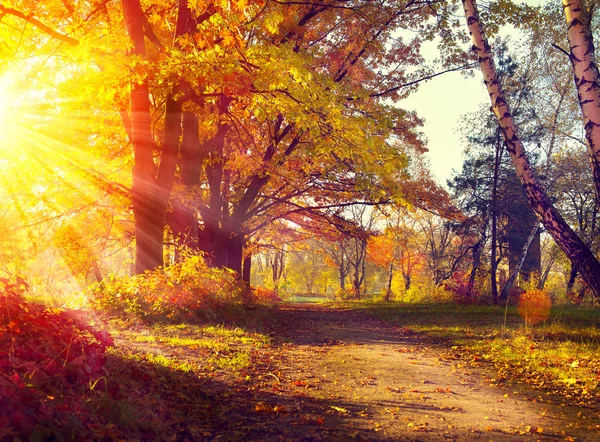 Осенние деревья в свете солнца — стоковое фото