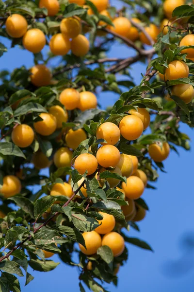 Зрелые желтые сливы на дереве. плодовое дерево. сезонный урожай. Украина — стоковое фото