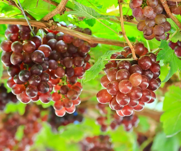 Гроздь красного винограда — стоковое фото