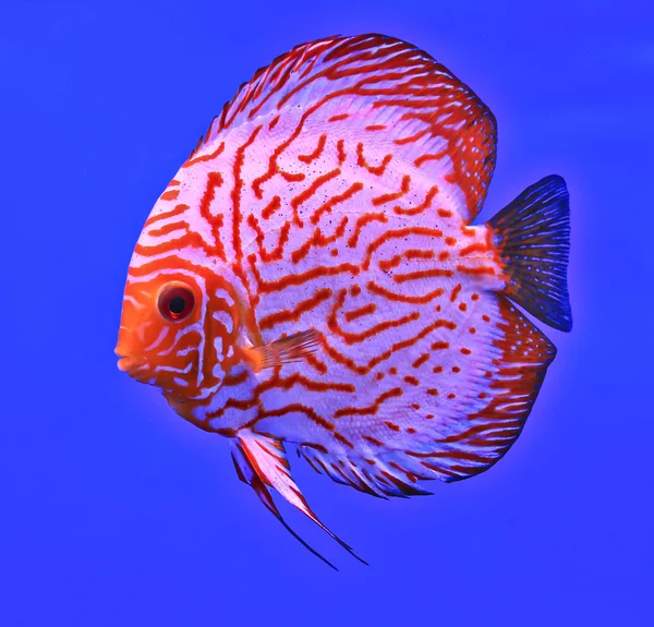 Рыбы в аквариуме стекла — стоковое фото