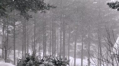 Большие хлопья снега в сосновом лесу — стоковое видео