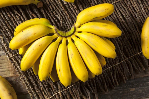 Сырые органические Baby желтые бананы — стоковое фото