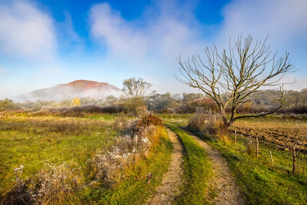 Сельский пейзаж с дороги через сельскохозяйственных луг в тумане — стоковое фото
