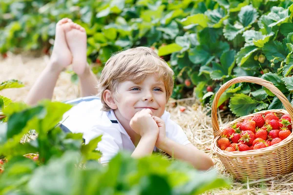 Маленький ребенок мальчик, сбор клубники на ферме, на открытом воздухе — стоковое фото