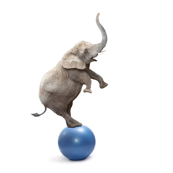 Африканский слон, балансируя на синий шар — стоковое фото