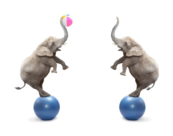 Две веселые слоны, игры с мячом — стоковое фото