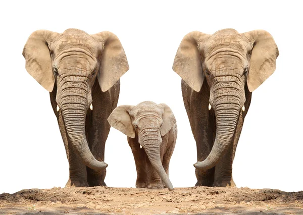 Африканский слон (loxodonta africana) семья — стоковое фото