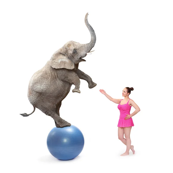Цирковой клоун девочка и слон — стоковое фото