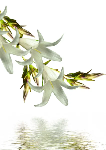 Колокол цветок на белом фоне — стоковое фото