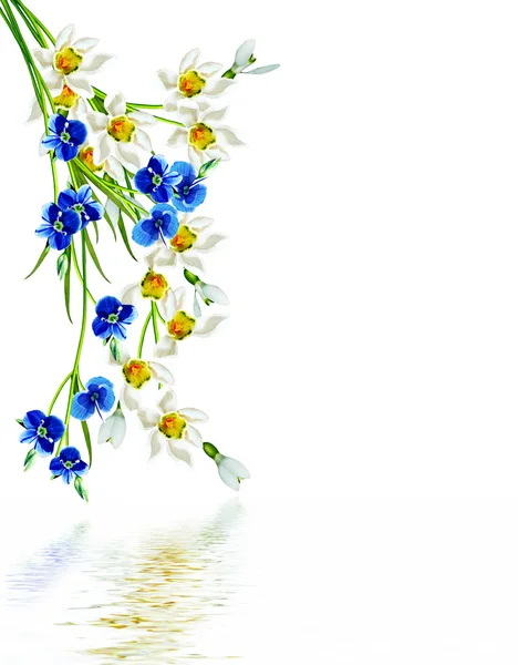 Весенние цветы подснежники, изолированные на белом фоне — стоковое фото