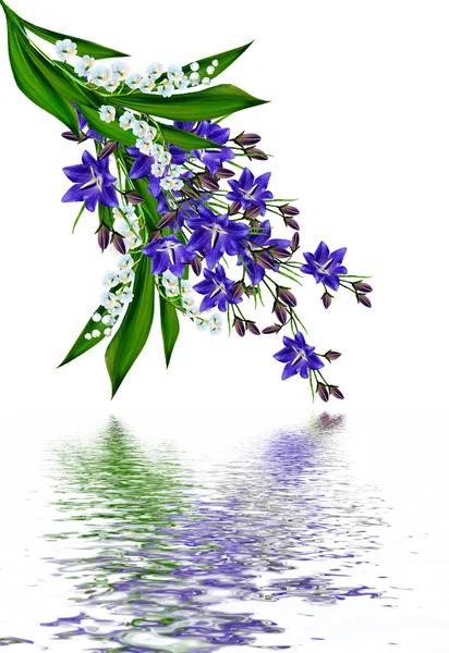 Голубые цветы колокольчик, изолированные на белом фоне — стоковое фото