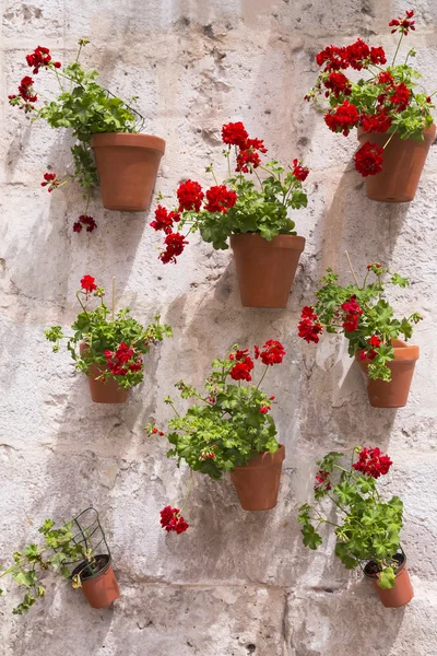 Герань красные цветы в горшке на кирпичной стене — стоковое фото