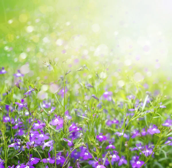 Весенний цветочный фон — стоковое фото