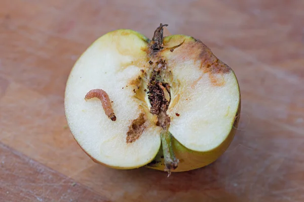 Один червивые яблоки с личинки на деревянных фоне — стоковое фото