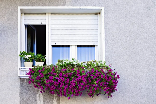 Окно со ставнями, украшенными петуниями — стоковое фото