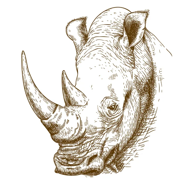 Гравюра старинной иллюстрации носорога — стоковый вектор